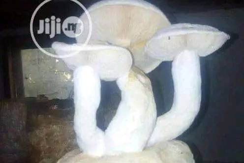 Featured Picture